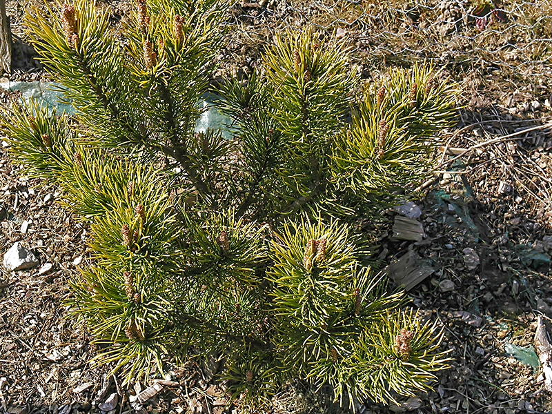Pinus mugo Carsten frm BP-1.JPG